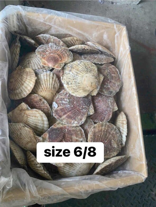 sò điệp nhật -2