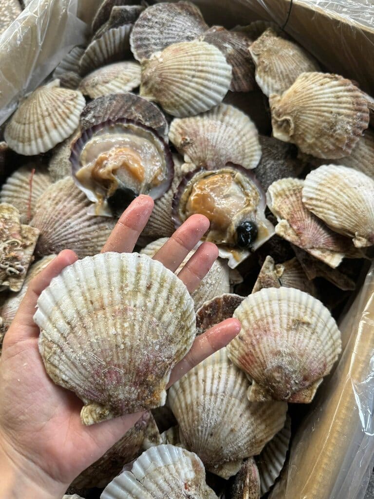 sò điệp nhật -3