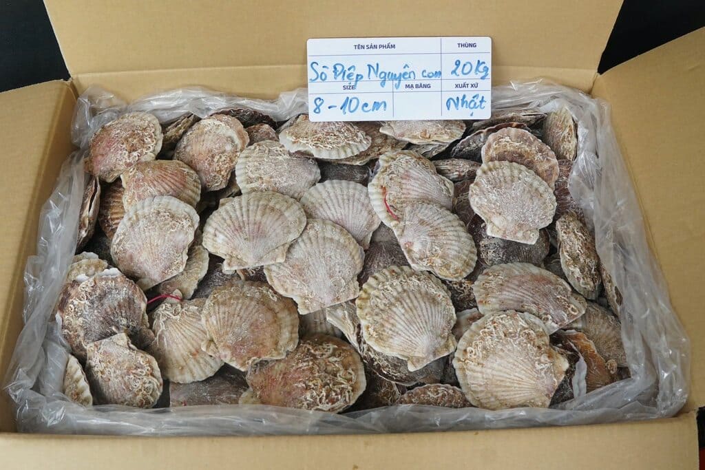 sò điệp nhật -4