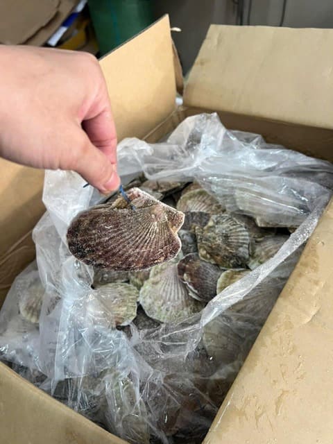 sò điệp nhật -5