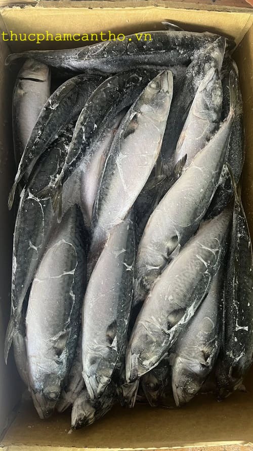 cá saba nhật bản (1)