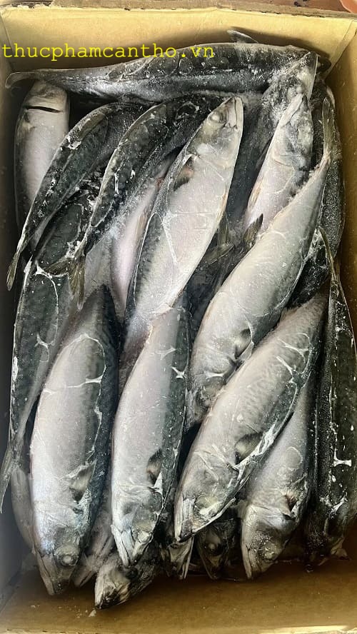 cá saba nhật bản (4)