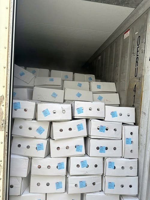 xương cổ heo arad nhập khẩu balan -4