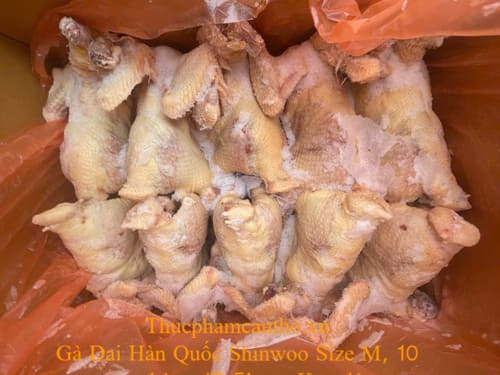 Gà Dai Hàn Quốc Shinwoo Size M, 10 con thùng 12,5kg – Keo đỏ (4)