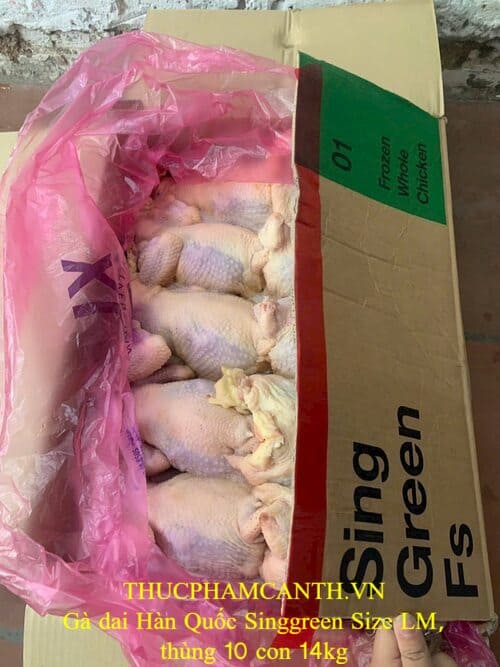 Gà dai Hàn Quốc Singgreen Size LM (1)