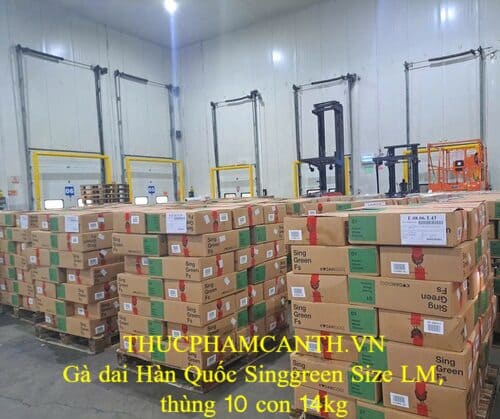 Gà dai Hàn Quốc Singgreen Size LM (2)