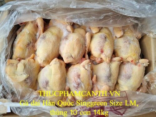 Gà dai Hàn Quốc Singgreen Size LM (3)
