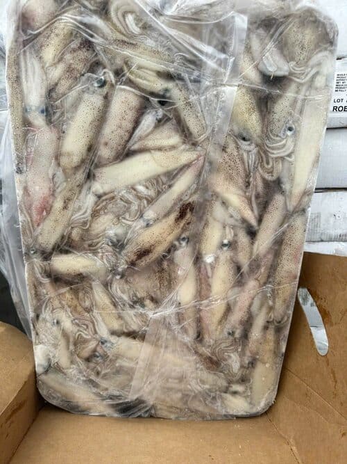 MỰC MỸ TRỨNG -8