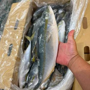 Cá Cam Nhật Nhập Khẩu Size 500- 700g Đông Lạnh Thùng 15kg
