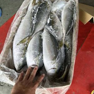 Cá Cam Nhật Nhập Khẩu Size 600–900g Đông Lạnh Thùng 15kg