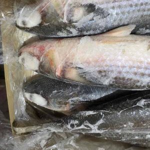 Cá Đối Nhật Nhập Khẩu Đông Lạnh Size 1–3kg Thùng 15kg