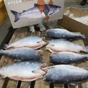 Cá Hồi Aysen Coho Nhập Khẩu Chile Size 7 Con Thùng 26kg - Công Ty nhập khẩu