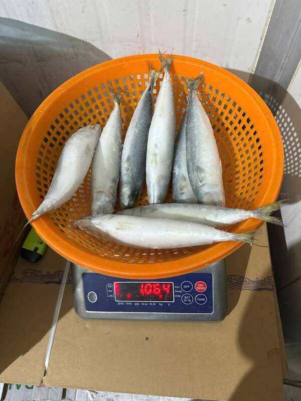 Cá Saba Nhập Khẩu Trung Quốc Đông Lạnh IQF Size 50–60, 60–70, 60–80 Thùng 10kg (3)