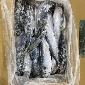 Cá Saba Nhật Sakura Size 500–800g Thùng 13kg Đông Lạnh