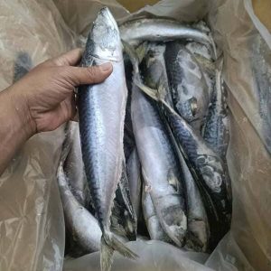 Cá Saba Nhật Yamada 500–800g Nhập Khẩu Thùng 13kg Đông lạnh
