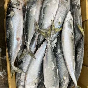 Cá Saba Nhập Khẩu Nhật Bản Size 400/600 Đông Lạnh Thùng 15kg