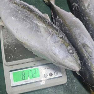 Cá Cam Nhập Khẩu Nhật Bản Size 500–800g Thùng 15kg