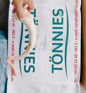 Đuôi Heo Dài Tonnies Nhập Khẩu Đức Thùng 10kg Đông Lạnh