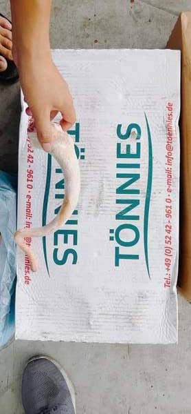 Đuôi heo dài Tonnies nhập khẩu Đức (3)