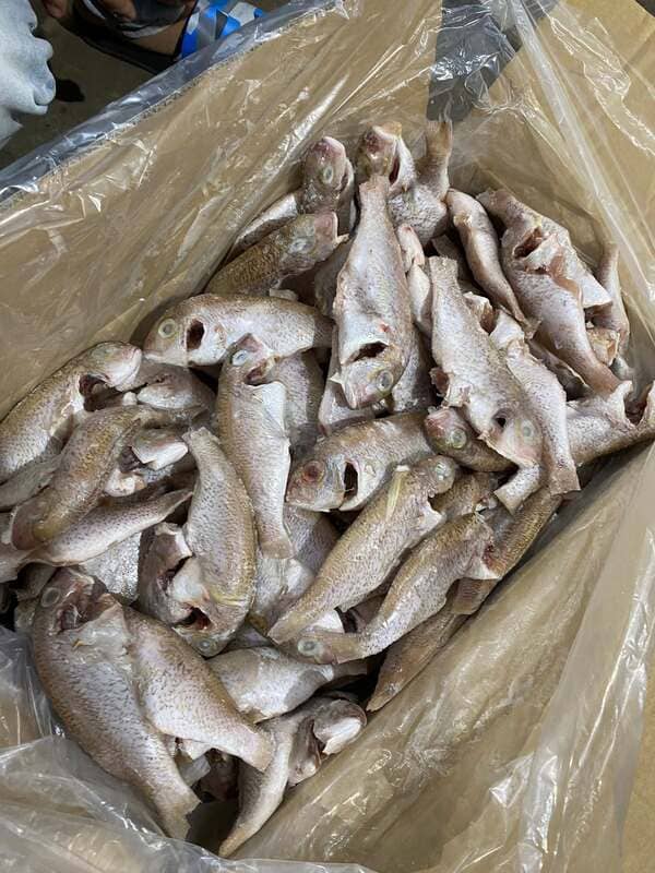 Cá Hường Trắng Đông Lạnh Thùng 10kg (1)