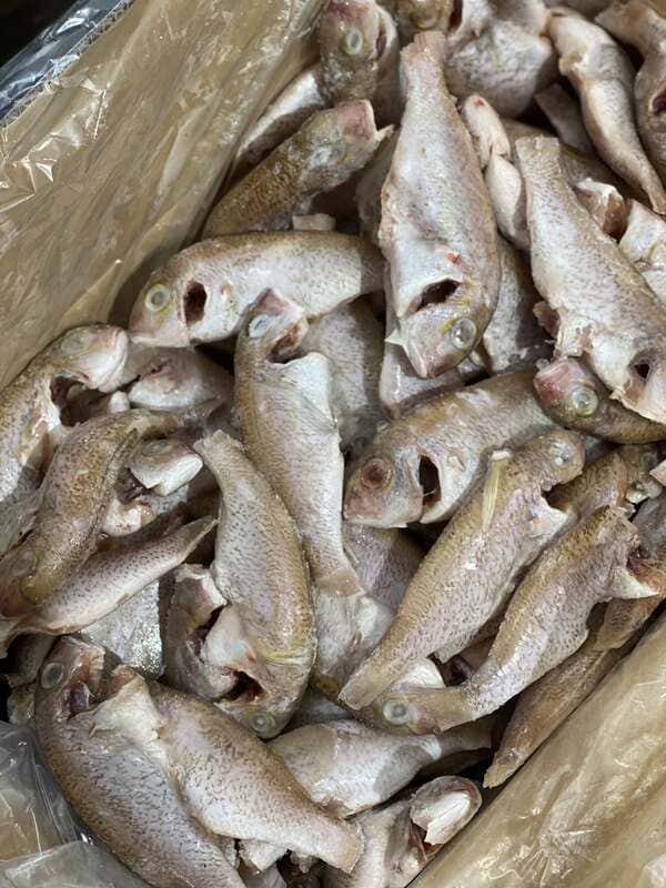 Cá Hường Trắng Đông Lạnh Thùng 10kg (2)