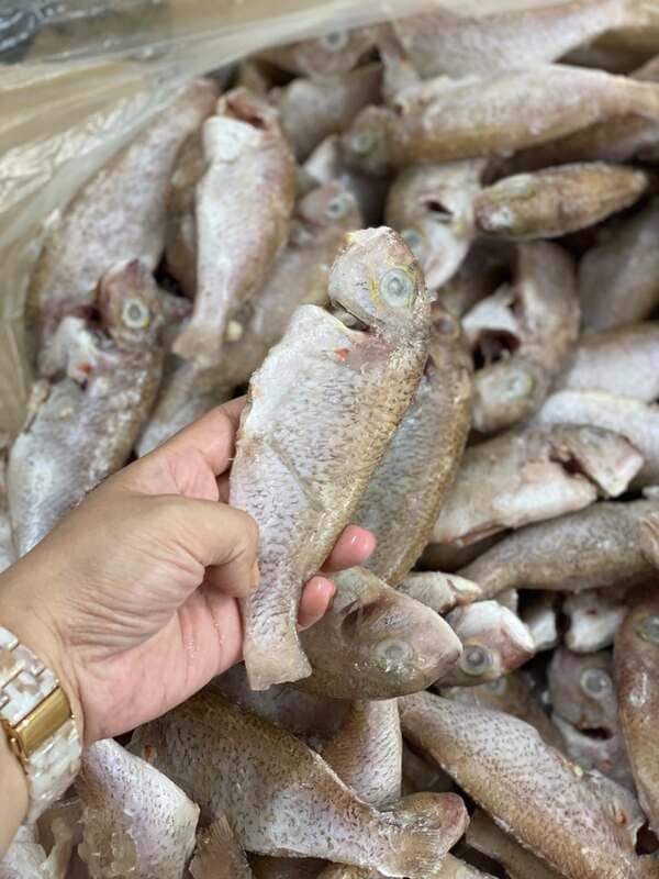 Cá Hường Trắng Đông Lạnh Thùng 10kg (3)