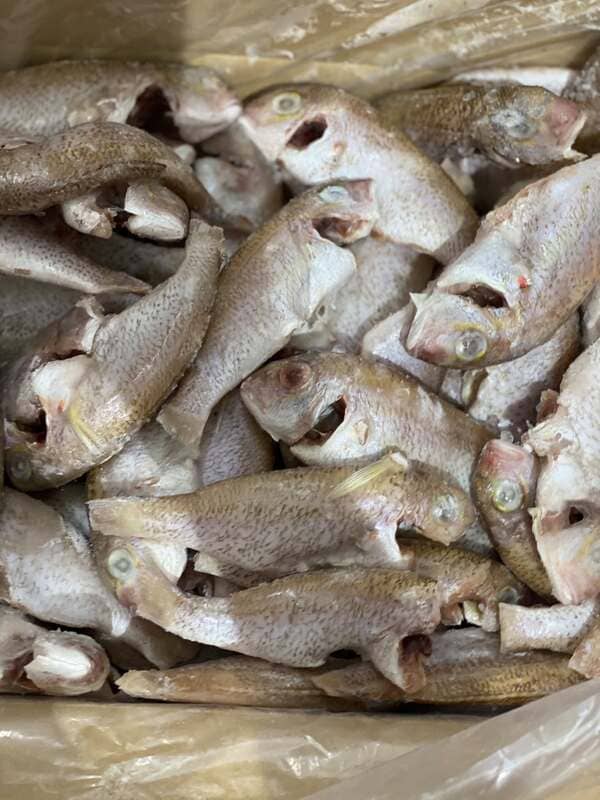 Cá Hường Trắng Đông Lạnh Thùng 10kg (5)