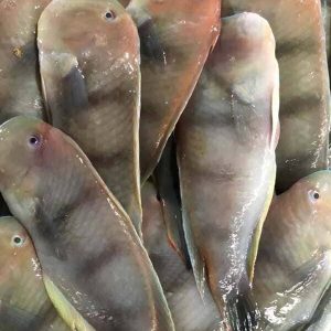 Cá Lưỡi Mèo Việt Nam Đông Lạnh Thùng 10kg