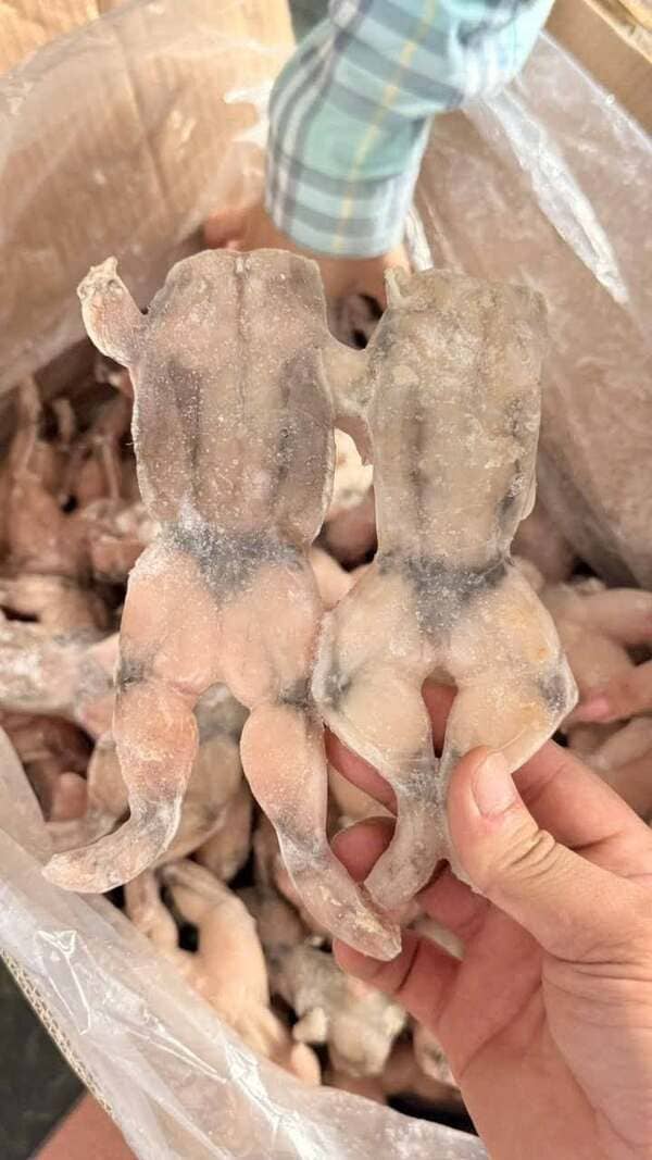 Ếch Làm Sạch Việt Nam Đông Lạnh (2)