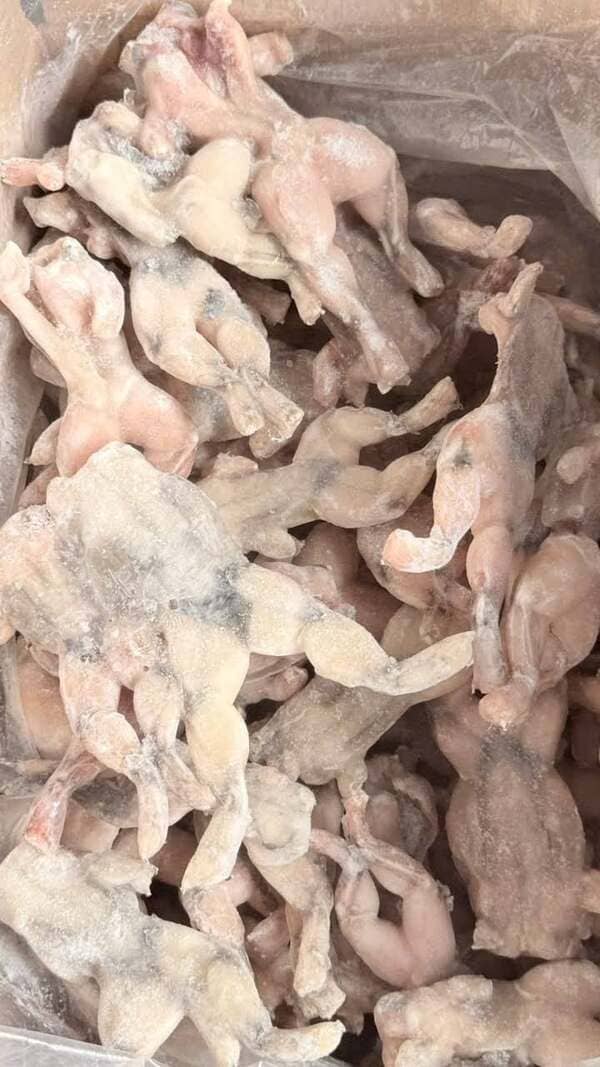 Ếch Làm Sạch Việt Nam Đông Lạnh (3)