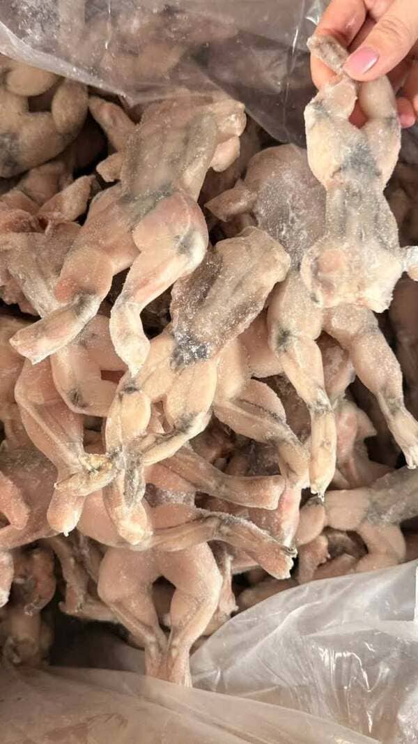 Ếch Làm Sạch Việt Nam Đông Lạnh (4)