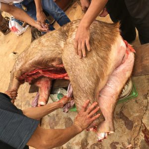 Thịt Nai Móc Hàm Nguyên Con Đắk Lắk 50–100kg/con