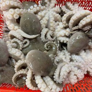 Bạch Tuộc Cồ Việt Nam Size 2–3 Con/kg Cấp Đông Thùng 10kg