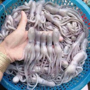 Bạch Tuộc Kẽm Baby Tươi Sống Thùng 10kg
