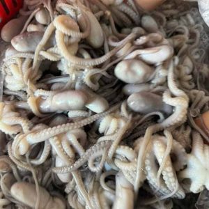 Bạch Tuộc Kẽm Việt Nam Thùng 10kg