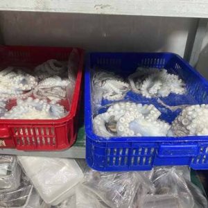 Bạch Tuộc Làm Sạch Mắt, Nội Tạng Việt Nam Size 5–8 Con/kg