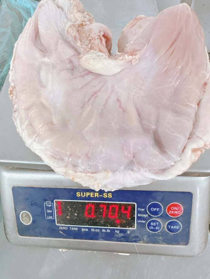 Bao Tử Heo Patel Nhập Khẩu Tây Ban Nha Đông Lạnh (1)