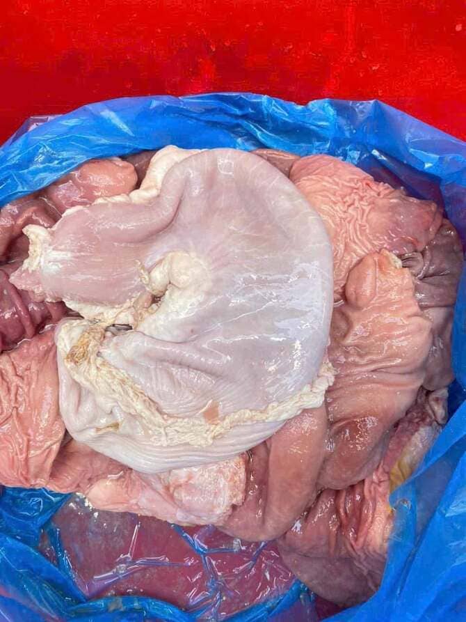 Bao Tử Heo Patel Nhập Khẩu Tây Ban Nha Đông Lạnh (2)