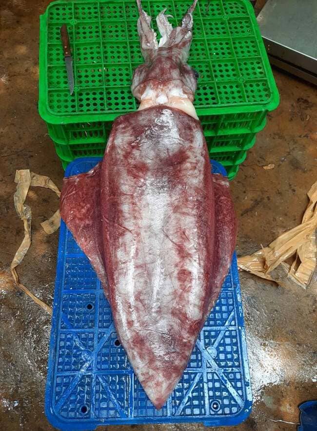 Mực Lá Đại Dương Size 2–5kg Cấp Đông (1)