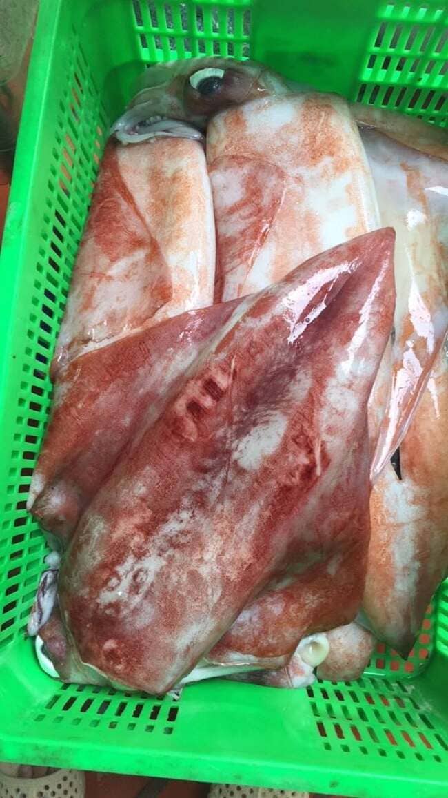 Mực Lá Đại Dương Size 2–5kg Cấp Đông (2)