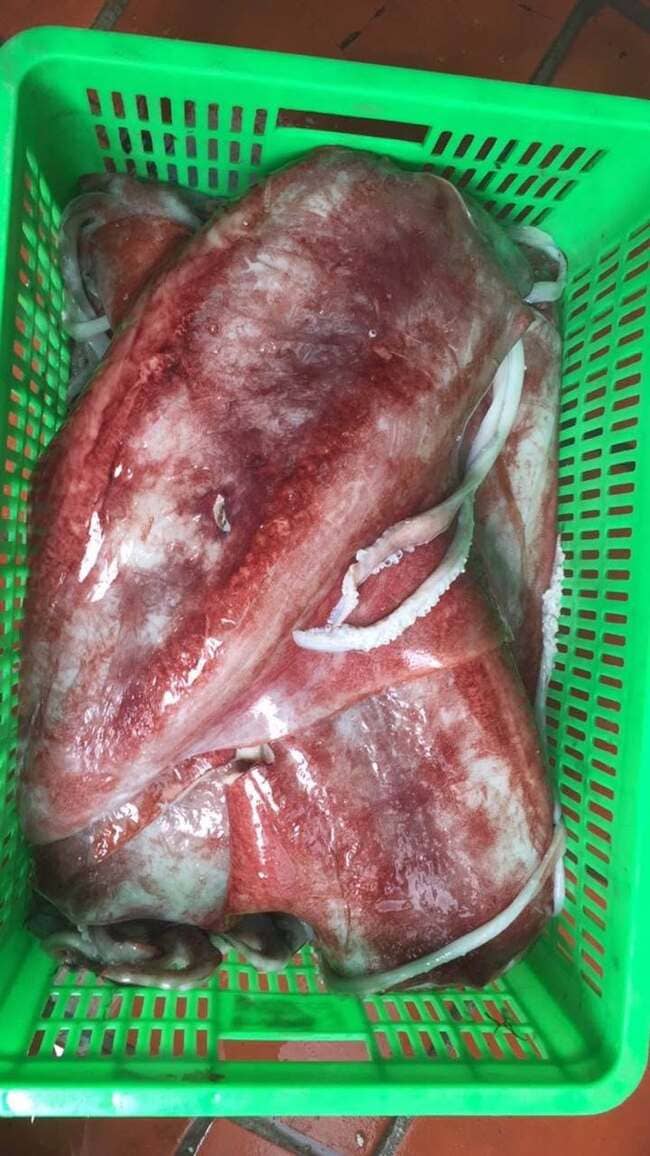 Mực Lá Đại Dương Size 2–5kg Cấp Đông (3)