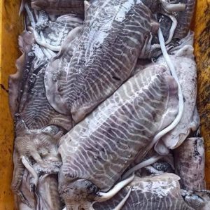 Mực Nang Ấn Độ Size 1000–2000g Nhập Khẩu Đông Lạnh Thùng 10kg