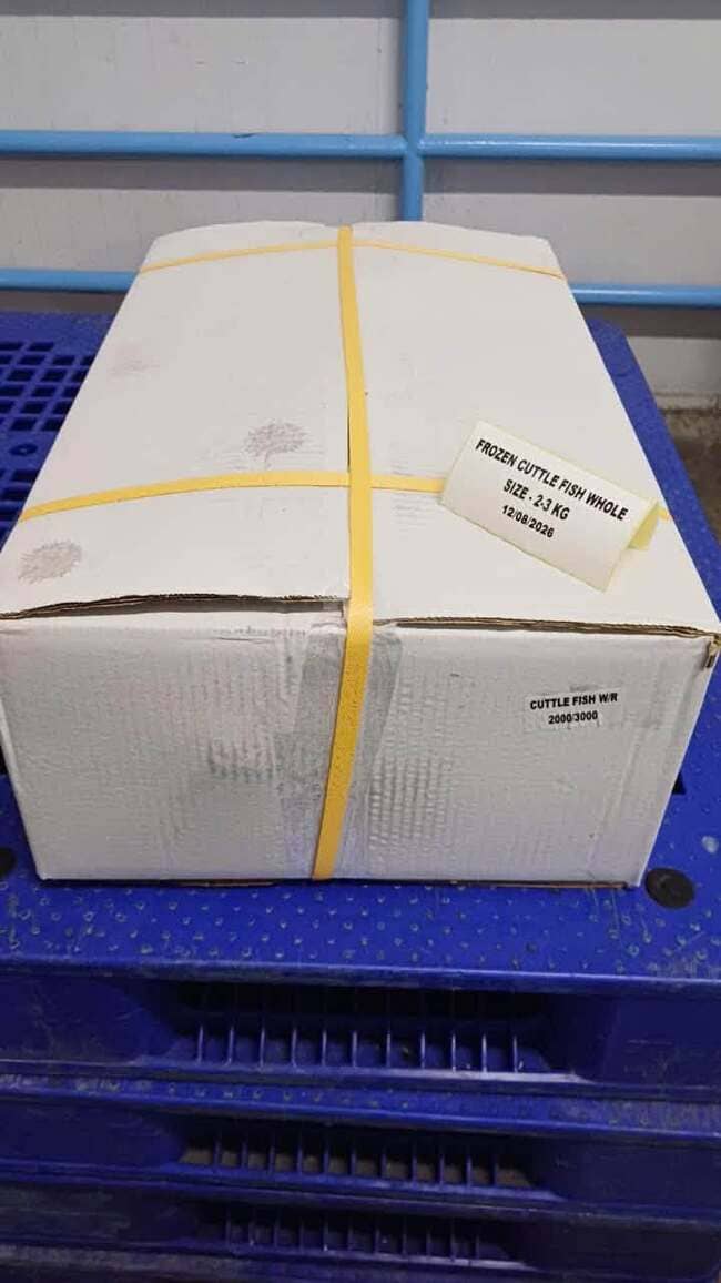 Mực Nang Ấn Độ Size 2–3kg Nhập Khẩu Đông Lạnh Thùng 10kg (1)