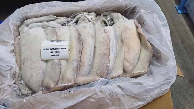 Mực Nang Ấn Độ Size 2–3kg Nhập Khẩu Đông Lạnh Thùng 10kg (2)