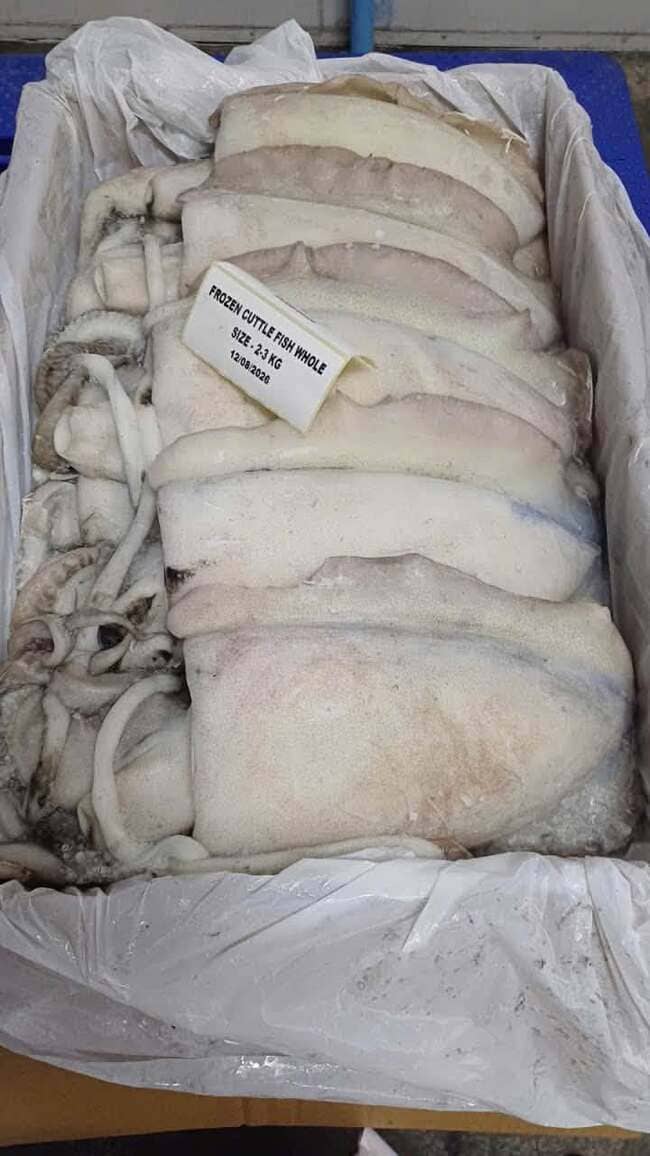Mực Nang Ấn Độ Size 2–3kg Nhập Khẩu Đông Lạnh Thùng 10kg (3)