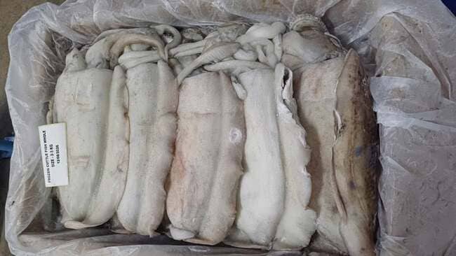 Mực Nang Ấn Độ Size 2–3kg Nhập Khẩu Đông Lạnh Thùng 10kg (5)