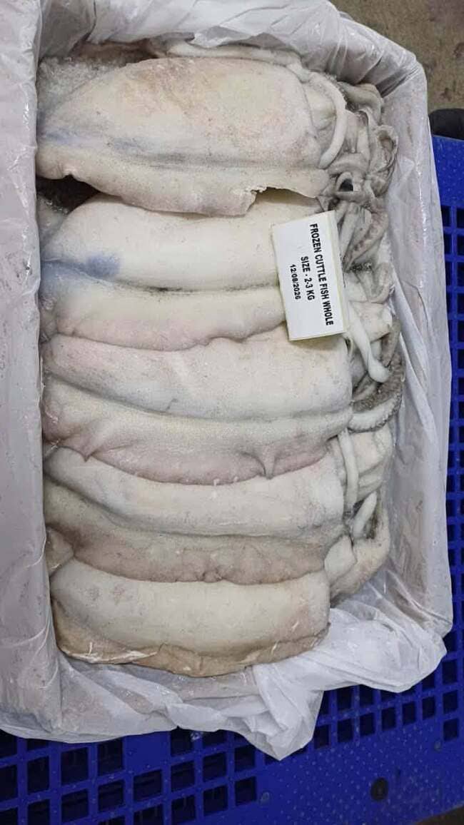 Mực Nang Ấn Độ Size 2–3kg Nhập Khẩu Đông Lạnh Thùng 10kg (6)