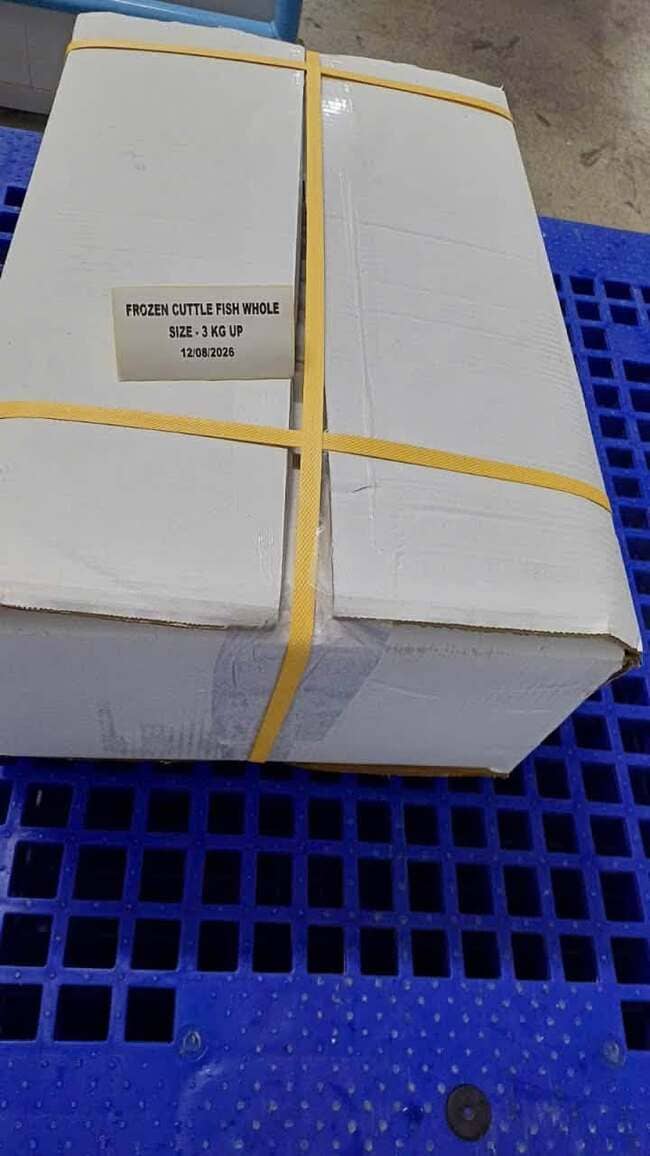 Mực Nang Ấn Độ Size 3kg Up Nhập Khẩu Đông Lạnh (1)