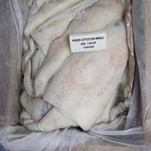 Mực Nang Ấn Độ Size 3kg Up Nhập Khẩu Đông Lạnh Thùng 10kg