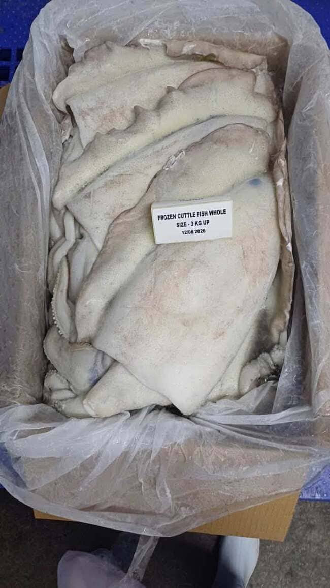 Mực Nang Ấn Độ Size 3kg Up Nhập Khẩu Đông Lạnh (2)